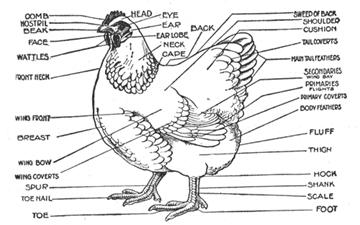 diagram of a chicken: hen and rooster